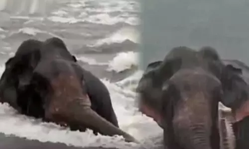 Floods overflowed the banks - a wild elephant suddenly entered the river.. Shocking scene revealed Floods overflowed the banks - a wild elephant suddenly entered the river.. Shocking scene revealed