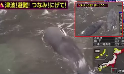 நிலநடுக்கத்திற்கு முன்பே கரை ஒதுங்கிய பெரிய திமிங்கலங்கள்; வீடியோ வைரல்: காரணம் என்ன? நிலநடுக்கத்திற்கு முன்பே கரை ஒதுங்கிய பெரிய திமிங்கலங்கள்; வீடியோ வைரல்: காரணம் என்ன?