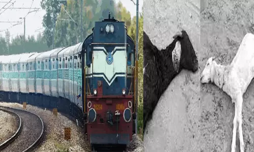 தூத்துக்குடியில் ரெயிலில் அடிபட்டு 3 ஆடுகள் சாவு