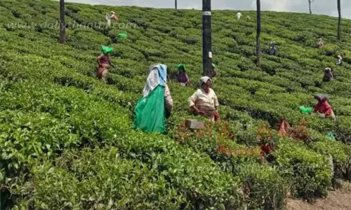 இந்தியாவில் தேயிலை உற்பத்தி சரிவு இந்தியாவில் தேயிலை உற்பத்தி சரிவு