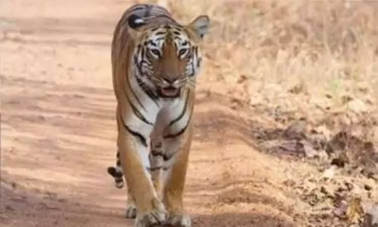 திடீரென வீட்டுக்குள் நுழைந்த புலி.. புத்திசாலித்தனமாக பிடித்துக் கொடுத்த தந்தை-மகள் - விருது அறிவித்த அரசு திடீரென வீட்டுக்குள் நுழைந்த புலி.. புத்திசாலித்தனமாக பிடித்துக் கொடுத்த தந்தை-மகள் - விருது அறிவித்த அரசு