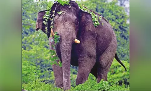 பார்வையிழந்து அவதிப்படும் காட்டு யானைக்கு சிகிச்சை அளிக்க வனத்துறை முடிவு பார்வையிழந்து அவதிப்படும் காட்டு யானைக்கு சிகிச்சை அளிக்க வனத்துறை முடிவு