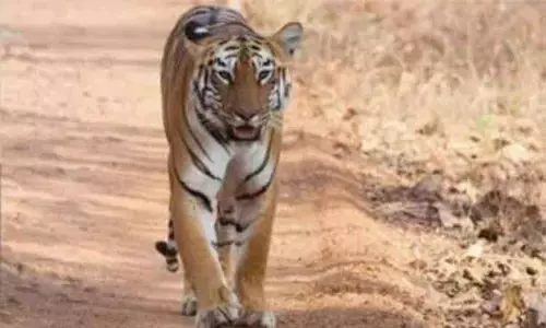 திடீரென வீட்டுக்குள் நுழைந்த புலி.. புத்திசாலித்தனமாக பிடித்துக் கொடுத்த தந்தை-மகள் - விருது அறிவித்த அரசு திடீரென வீட்டுக்குள் நுழைந்த புலி.. புத்திசாலித்தனமாக பிடித்துக் கொடுத்த தந்தை-மகள் - விருது அறிவித்த அரசு