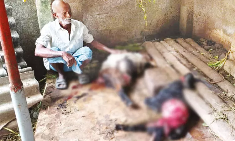 கன்னியாகுமரி: ஆடுகளை கடித்து குதறிய மர்ம விலங்கு - பொதுமக்கள் அச்சம்