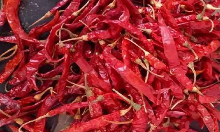 மிளகாய் சாகுபடி  20 சதவீதம் குறைய வாய்ப்பு