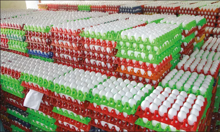 நாமக்கல்லில் இருந்து அமெரிக்காவுக்கு முட்டை ஏற்றுமதி நிறுத்தம்