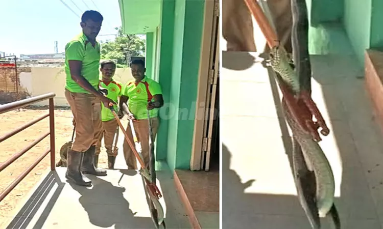 தூத்துக்குடி: அரசு ஆரம்ப சுகாதார நிலையத்திற்குள் புகுந்த 6 அடி நீள பாம்பு பிடிபட்டது