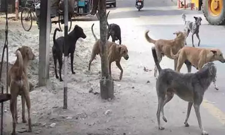 தெருக்களுக்கே சென்று நாய்களுக்கு தடுப்பூசி - சென்னை மாநகராட்சி தெருக்களுக்கே சென்று நாய்களுக்கு தடுப்பூசி - சென்னை மாநகராட்சி