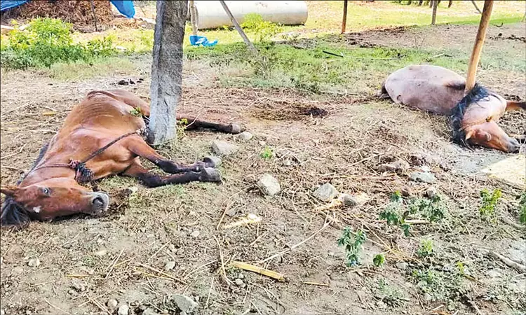 ஈரோடு: கோவில் திருவிழாவுக்கு கொண்டு வரப்பட்ட 6 குதிரைகள் அடுத்தடுத்து சாவு ஈரோடு: கோவில் திருவிழாவுக்கு கொண்டு வரப்பட்ட 6 குதிரைகள் அடுத்தடுத்து சாவு