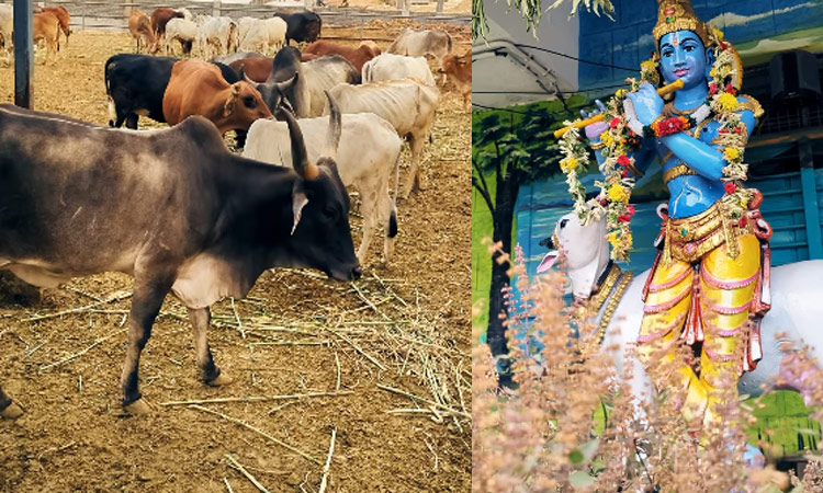 திருப்பதி எஸ்.வி. கோசாலையில் 16-ந்தேதி கோகுலாஷ்டமி விழா