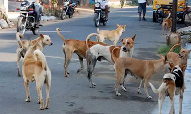 டெல்லியில் அனைத்து தெரு நாய்களையும் பிடித்து... ... இன்றைய முக்கிய செய்திகள் சில வரிகளில்.. 11-08-2025 டெல்லியில் அனைத்து தெரு நாய்களையும் பிடித்து... ... இன்றைய முக்கிய செய்திகள் சில வரிகளில்.. 11-08-2025
