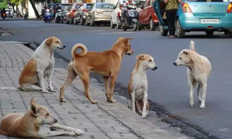 தெரு நாய்களை கட்டுப்படுத்த தமிழக அரசுக்கு உத்தரவு