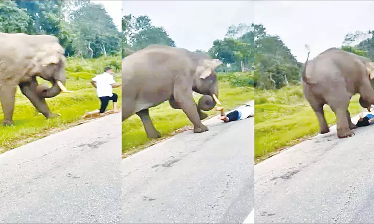 செல்போனில் படம் பிடித்தவரை துரத்தி சென்று தாக்கிய காட்டு யானை; அதிர்ச்சி வீடியோ