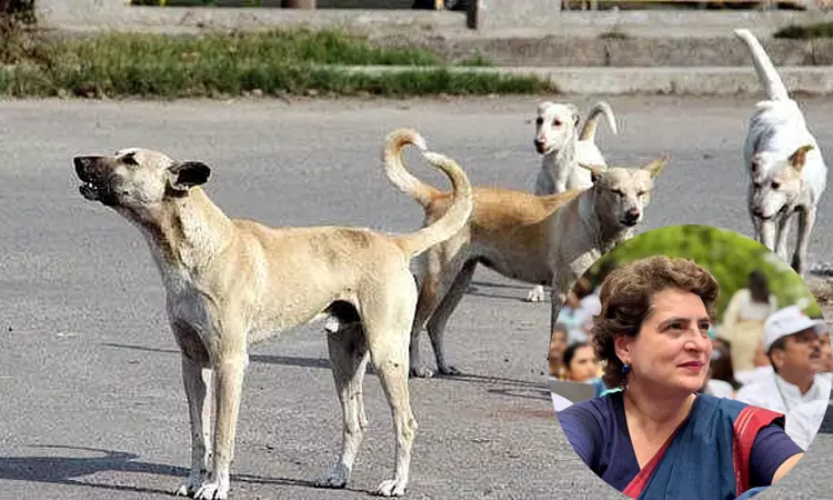 செல்லப்பிராணி நாய்கள் மிகவும் அழகான, மென்மையான உயிரினம்; பிரியங்கா காந்தி