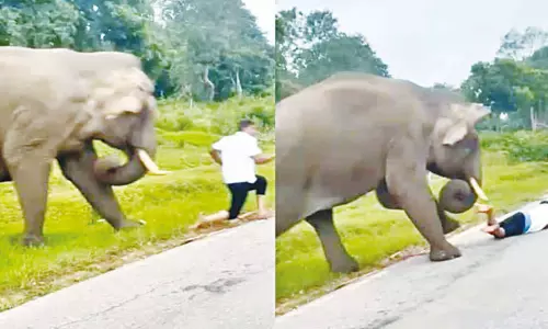 காட்டு யானையை செல்போனில் படம் எடுத்தவருக்கு ஏற்பட்ட கதி: வீடியோ வைரல் காட்டு யானையை செல்போனில் படம் எடுத்தவருக்கு ஏற்பட்ட கதி: வீடியோ வைரல்