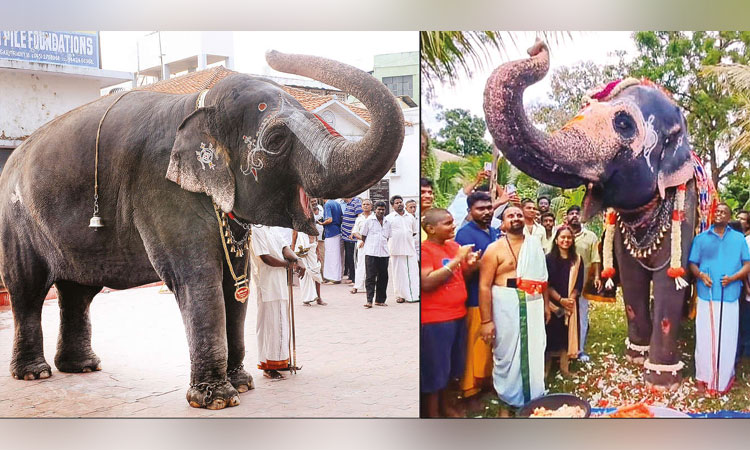 சிறப்பாக விளங்கும் யானைகளில் ஸ்ரீரங்கம், திருவானைக்காவல் கோவில் யானைகள் 2, 3-ம் இடம் பிடித்தன