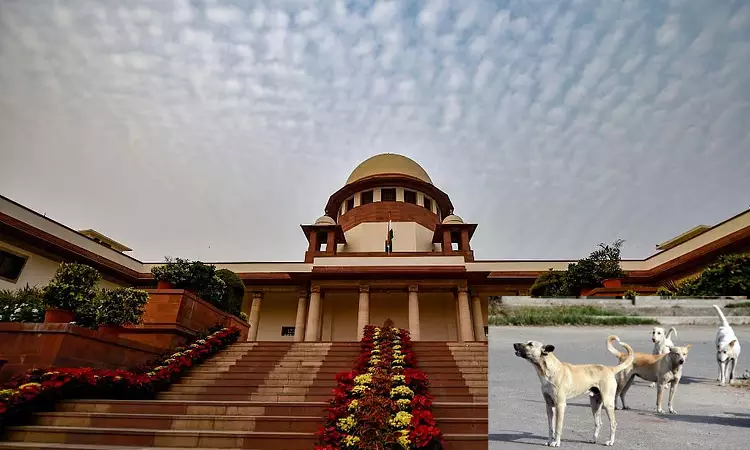தெருநாய்கள் தொடர்பான உத்தரவு: சுப்ரீம் கோர்ட்டில் மீண்டும் வழக்கு - நாளை விசாரணை