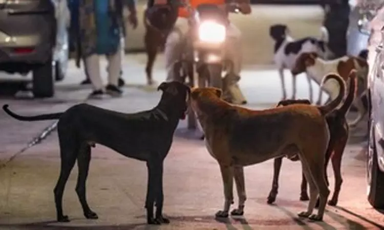 தெரு நாய்கள் வழக்கு மறுவிசாரணை: சுப்ரீம்கோர்ட்டில்... ... இன்றைய முக்கிய செய்திகள் சில வரிகளில்.. 14-08-2025