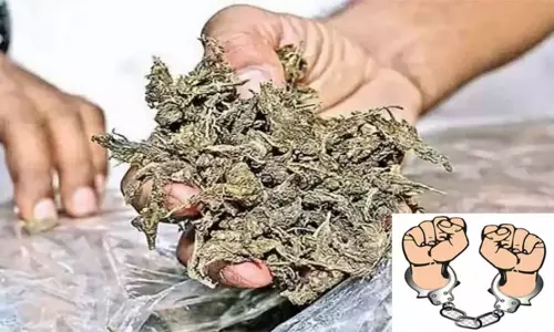 கன்னியாகுமரி: வீட்டு மாடியில் கஞ்சா செடி வளர்த்த வாலிபர் கைது