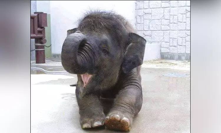 நெல்லையப்பர் கோவிலுக்கு புதிய குட்டி யானை கொண்டு வரப்படுகிறது