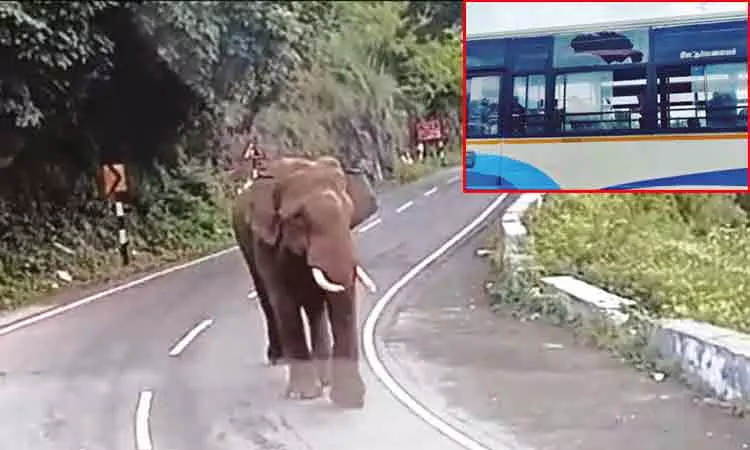 நீலகிரி: அரசு பஸ்சை வழிமறித்து கண்ணாடியை உடைத்த காட்டுயானை நீலகிரி: அரசு பஸ்சை வழிமறித்து கண்ணாடியை உடைத்த காட்டுயானை