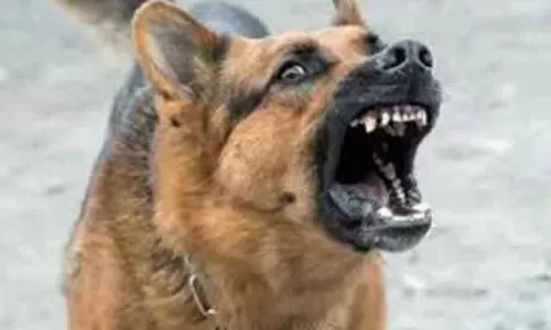 குற்றாலத்தில் சுற்றுலா பயணிகளை வெறிநாய் கடித்ததால் பரபரப்பு