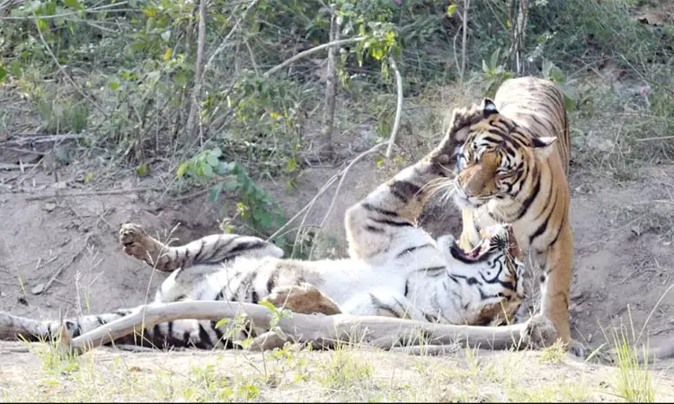 வனப்பகுதியில்  ஆண் புலியுடன் சண்டையிட்ட பெண் புலி