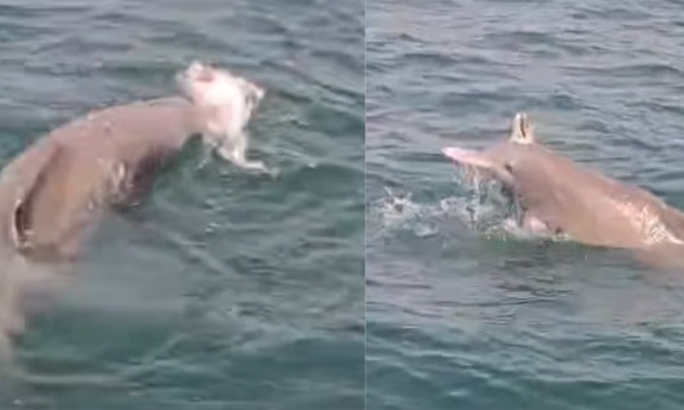 உயிரிழந்த குட்டியை பிரிய முடியாமல்.. பாசத்தால் தவித்த தாய் டால்பின் - மனதை உருக்கிய சம்பவம்