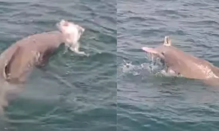 உயிரிழந்த குட்டியை பிரிய முடியாமல்.. பாசத்தால் தவித்த தாய் டால்பின் - மனதை உருக்கிய சம்பவம்