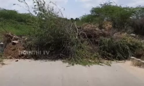 சீமை கருவேல மரங்களை அகற்றுவது தொடர்பான வழக்கு; அரசின் அறிக்கையை ஏற்க ஐகோர்ட்டு மறுப்பு