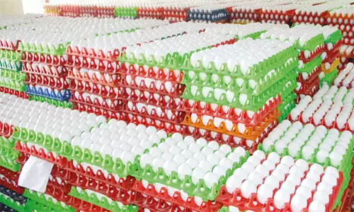 நாமக்கல் மண்டலத்தில் முட்டை கொள்முதல் விலை உயர்வு