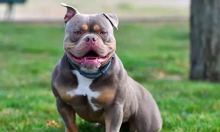 சென்னையில் நாய் கடித்து ஒருவர் உயிரிழப்பு  சென்னை... ... இன்றைய முக்கிய செய்திகள்.. சில வரிகளில்.. 19-08-2025