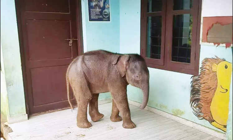 “நானும் படிக்க வர்றேன்” அரசு பள்ளிக்குள் நுழைந்த குட்டி யானை
