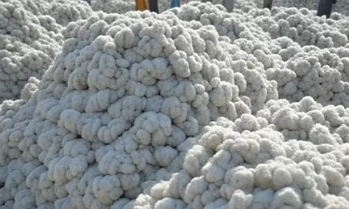 பருத்தி மீதான 11 சதவீத இறக்குமதி வரி ரத்து- மத்திய அரசு அறிவிப்பு