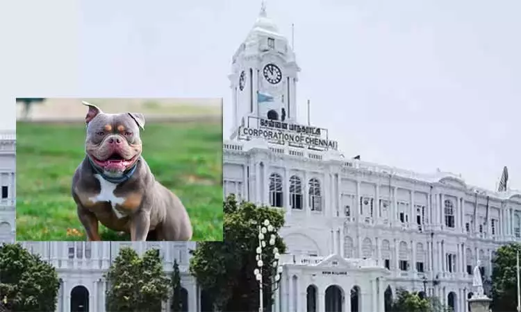‘ஆக்ரோஷமான தன்மை கொண்ட நாய்களை வளர்க்கக்கூடாது’  சென்னை மாநகராட்சி எச்சரிக்கை