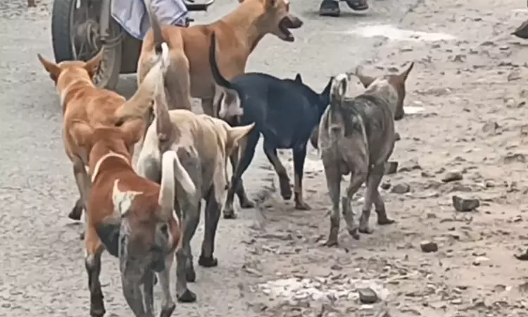 தெரு நாய்களுக்கு பொது இடங்களில் உணவளிப்பது தடை... ... இன்றைய முக்கிய செய்திகள்.. சில வரிகளில்.. 22-08-2025