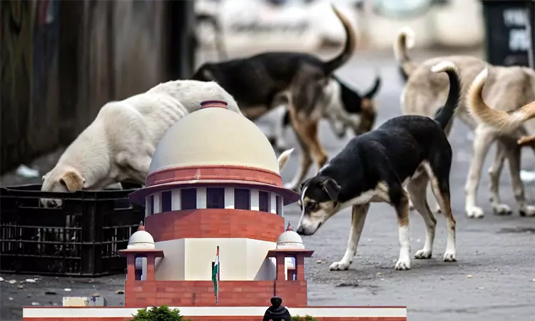 டெல்லியில் தெருநாய்களை காப்பகங்களில் அடைக்க தடை: சுப்ரீம் கோர்ட்டு உத்தரவு