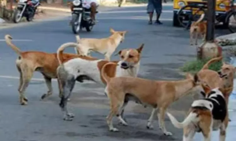 நெல்லை அருகே அதிர்ச்சி: நாய் கடித்து 7 வயது சிறுமி... ... இன்றைய முக்கிய செய்திகள்.. சில வரிகளில்.. 22-08-2025