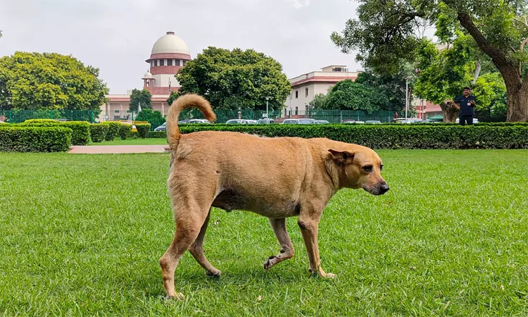 டெல்லியில் தெருநாய்களை காப்பகங்களில் அடைக்க தடை: சுப்ரீம் கோர்ட்டு உத்தரவு