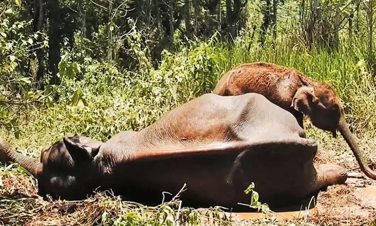 மயங்கி விழுந்த தாய் யானையை விட்டு பிரியாமல் குட்டி பாசப்போராட்டம்