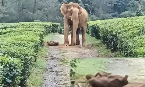 ஈன்ற குட்டி இறந்தது: தாய் யானை பாசப்போராட்டம்