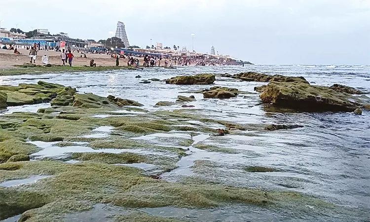 திருச்செந்தூரில் கடல் உள்வாங்கியது.. அச்சமின்றி புனித நீராடிய பக்தர்கள்