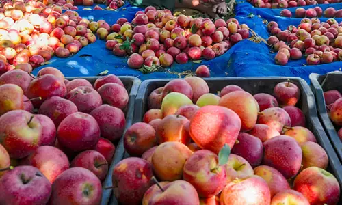 துபாய்க்கு பறந்த இந்திய ஆப்பிள்கள் துபாய்க்கு பறந்த இந்திய ஆப்பிள்கள்