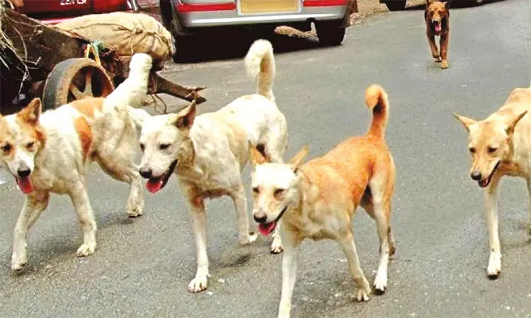 மயிலாடுதுறையில் ஒரே நாளில் 20-க்கும் மேற்பட்டோரை கடித்து குதறிய வெறிநாய்