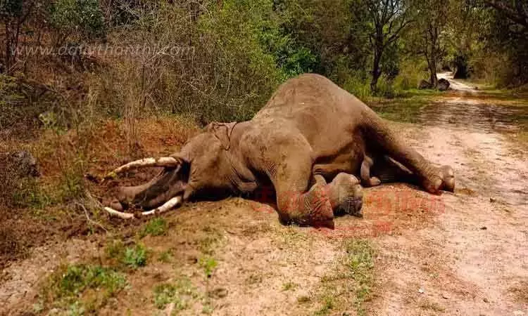 உடுமலை அருகே யானைகளுக்குள் சண்டை -  ஆண் யானை சாவு