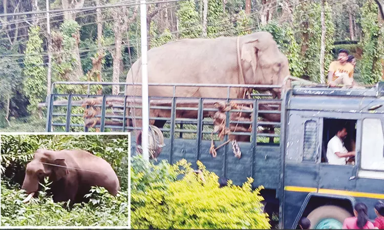 நீலகிரி: அச்சுறுத்தும் காட்டு யானையை பிடிக்க கும்கி யானைகள் வரவழைப்பு