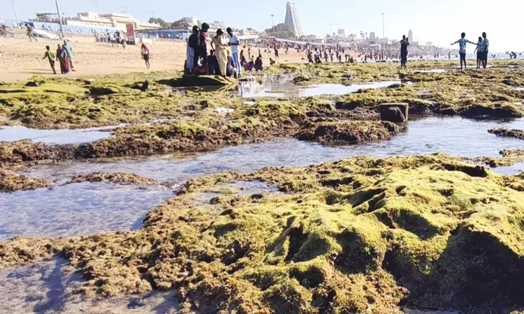 திருச்செந்தூரில் 2-வது நாளாக உள்வாங்கிய கடல்