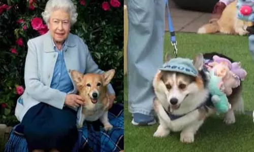 இங்கிலாந்து ராணியின் மனம் கவர்ந்த ‘கோர்கி’ நாய்களை கொண்டாடும் விழா - லிதுவேனியாவில் கோலாகலம்