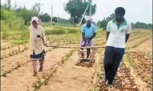 மகன், மகளை ஏரில் பூட்டி உழுத விவசாயி