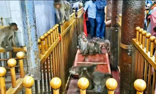 திருத்தணி முருகன் கோவிலில் பக்தர்கள், போலீஸ்காரர்களை கடித்து குதறிய குரங்குகள் திருத்தணி முருகன் கோவிலில் பக்தர்கள், போலீஸ்காரர்களை கடித்து குதறிய குரங்குகள்